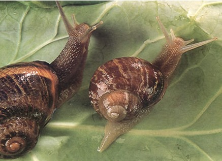 Escargotière